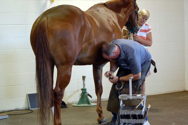 farrier-shoeing-chestnut-horse