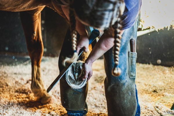 Quarter horse getting hoof shaped by a female farrier with two pigtail braids in a dusty stall in an old wooden barn.